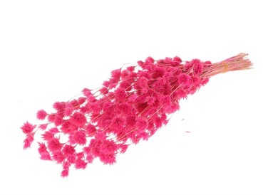 trockenblumen pink