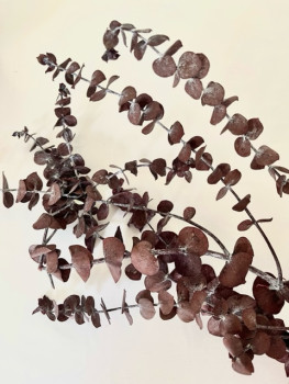 Trockenblumen - Eukalyptus Mini Rot 1 Bund