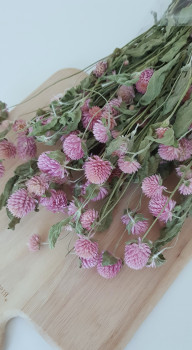 Trockenblumen - Gomphrena Rosa