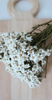 Trockenblumen - Ixodia Weiß 1 Bund