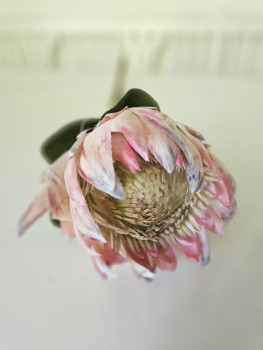 protea kunst