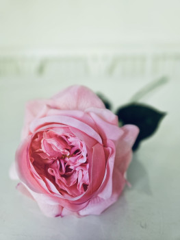 Künstliche Rose pink – Real Touch Kunstblume für Vase, Tischdeko oder Hochzeit