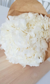 Trockenblumen - Hortensie Weiß (stabilsiert)