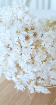 trockenblumen weiß