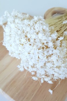 Trockenblumen - Glixia Weiß 1 Bund