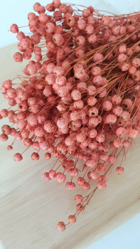 Trockenblumen - Leinen Coralle 1 Bund