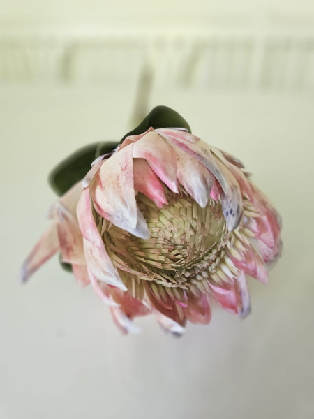 protea kunst