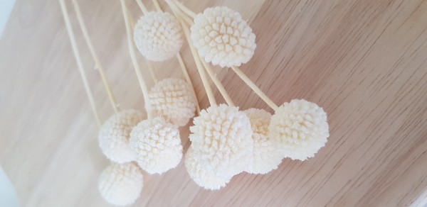 Trockenblumen - Craspedia 10 Stück Weiß-Creme